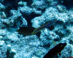 Plagiotremus ewaensis