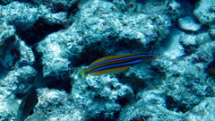 Plagiotremus ewaensis