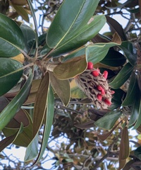 Magnolia grandiflora