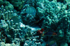 Chaetodon multicinctus