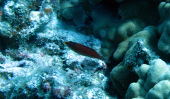 Pseudocheilinus evanidus