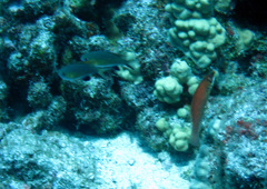 Pycnochromis vanderbilti