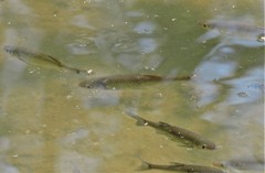 Squalius cephalus
