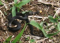 Atractus occipitoalbus