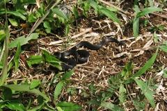 Atractus occipitoalbus