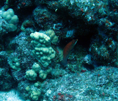 Pseudocheilinus evanidus