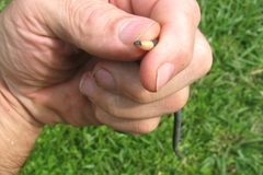 Atractus occipitoalbus