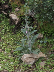 Digitalis minor