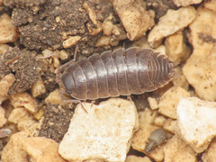 Porcellio glaberrimus