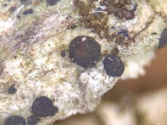 Bacidia crenulata