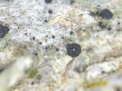 Bacidia crenulata