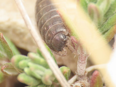 Porcellio glaberrimus