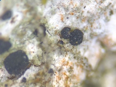 Bacidia crenulata
