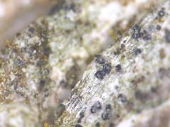 Bacidia crenulata
