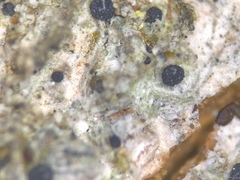 Bacidia crenulata