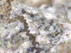 Bacidia crenulata