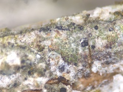 Bacidia crenulata