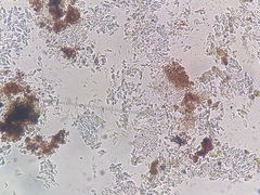 Bacidia crenulata