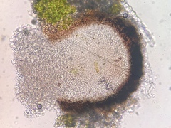 Bacidia crenulata