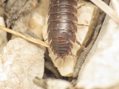 Porcellio glaberrimus