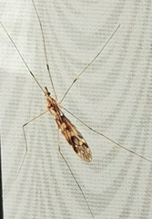 Tipula rufina