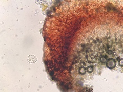 Bacidia crenulata