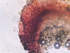 Bacidia crenulata