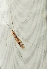 Tipula rufina