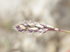 Sesleria