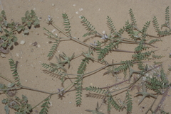 Astragalus didymocarpus