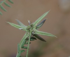 Astragalus didymocarpus