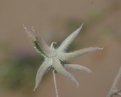Astragalus didymocarpus
