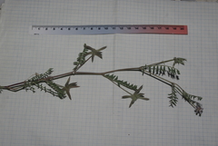 Astragalus didymocarpus