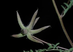 Astragalus didymocarpus