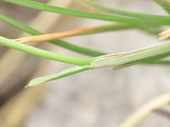 Sesleria