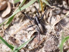 Alopecosa pulverulenta