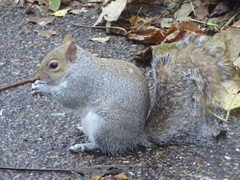 Sciurus carolinensis