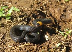 Atractus occipitoalbus