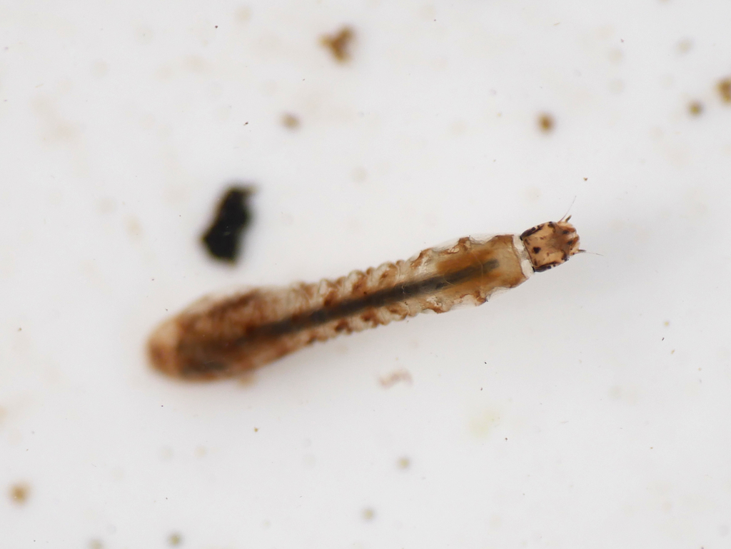 Simulium costatum