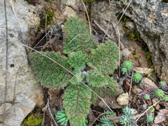 Salvia aethiopis