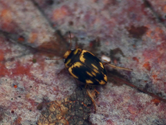 Nectoporus sanmarkii