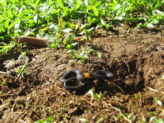 Atractus occipitoalbus