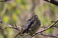 Passer domesticus