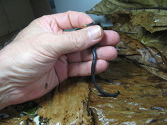 Atractus occipitoalbus