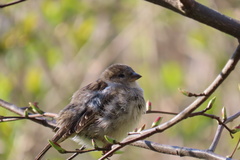 Passer domesticus