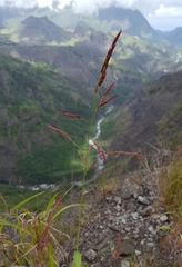 Sorghum arundinaceum