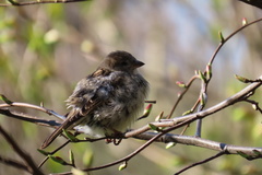 Passer domesticus