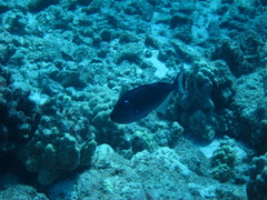 Xanthichthys auromarginatus