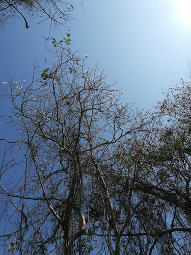 Tabebuia rosea