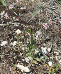 Valerianella coronata